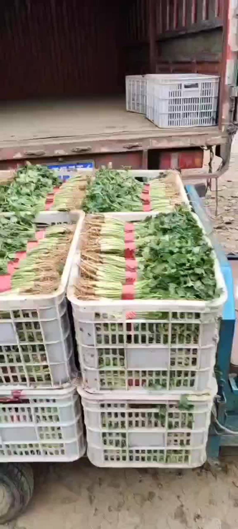 【推荐】山东香菜，货源充足，可提供场地，冷库，代发车