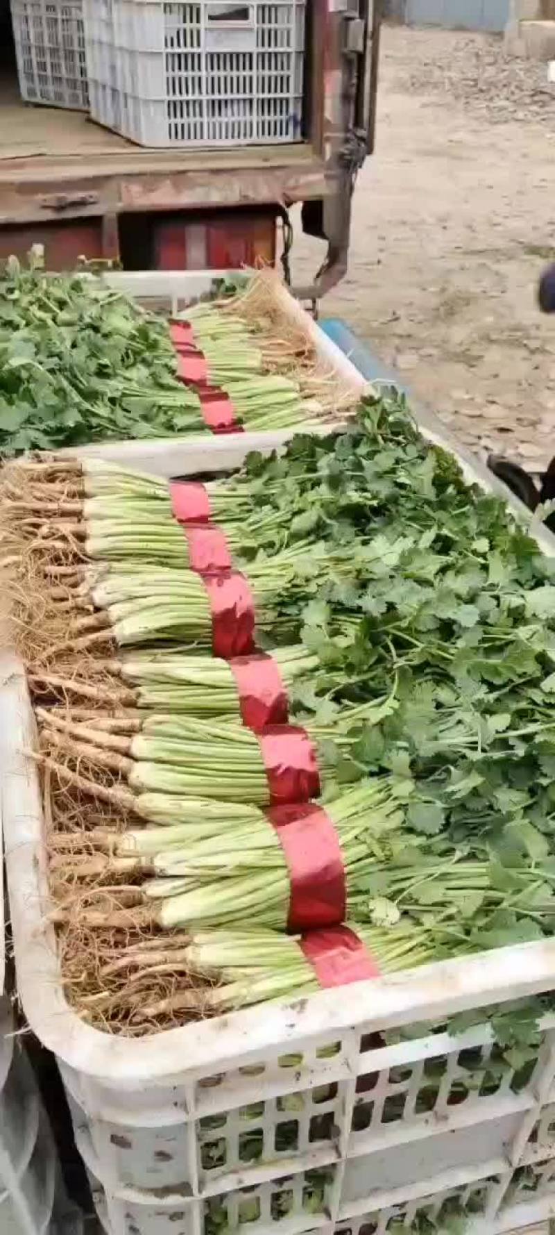 【推荐】山东香菜，货源充足，可提供场地，冷库，代发车