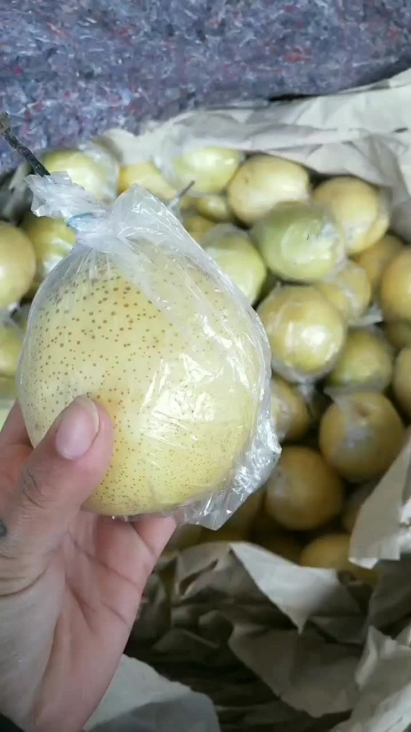 鸭梨