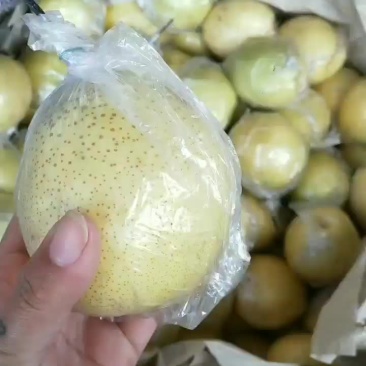 鸭梨