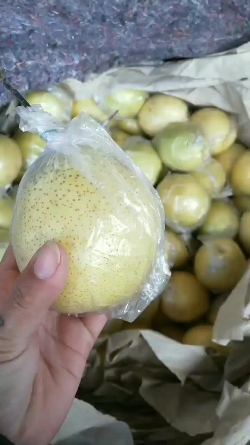 鸭梨
