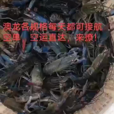 澳龙。麻辣小龙虾，大闸蟹