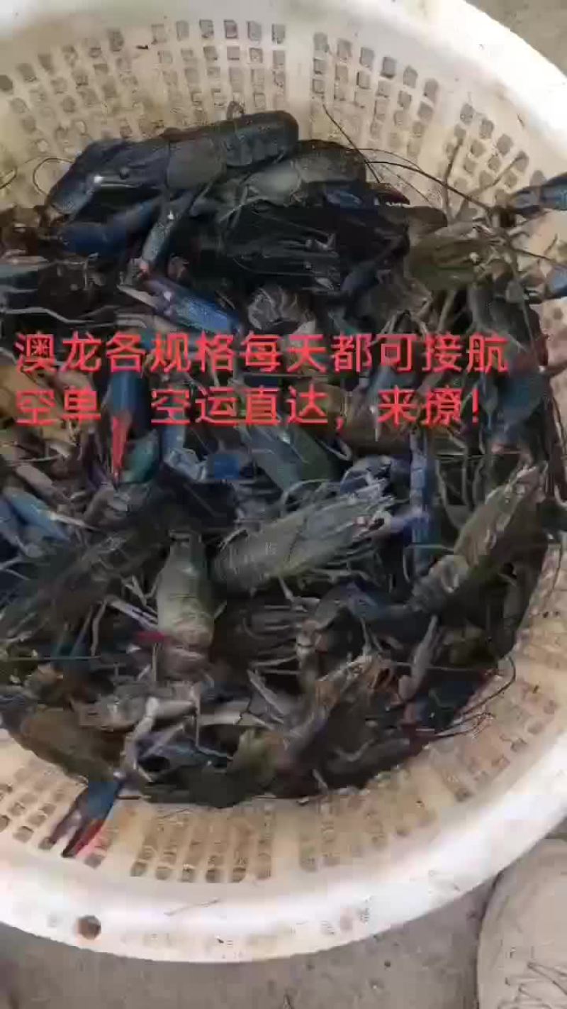 澳龙。麻辣小龙虾，大闸蟹
