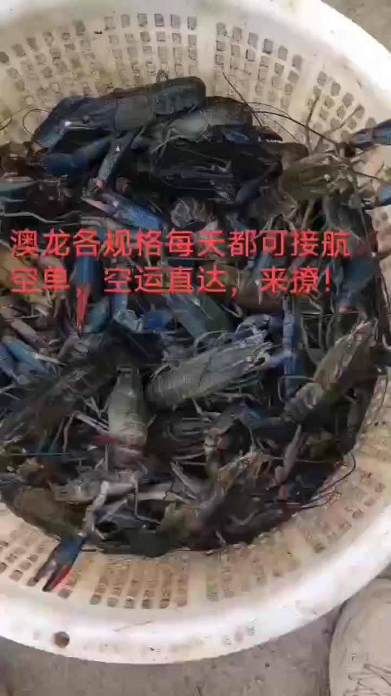 澳龙。麻辣小龙虾，大闸蟹