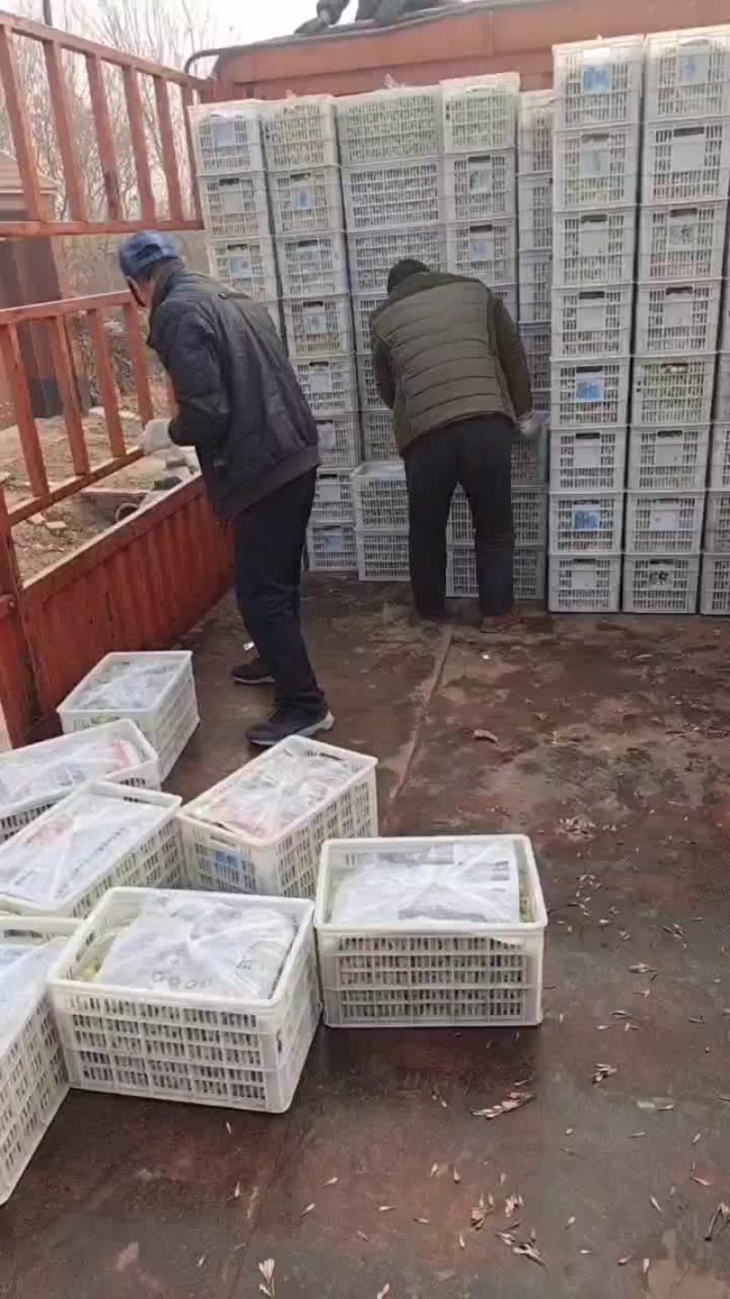 拐一冬枣1.2一斤。量很大，有需要的老板联系