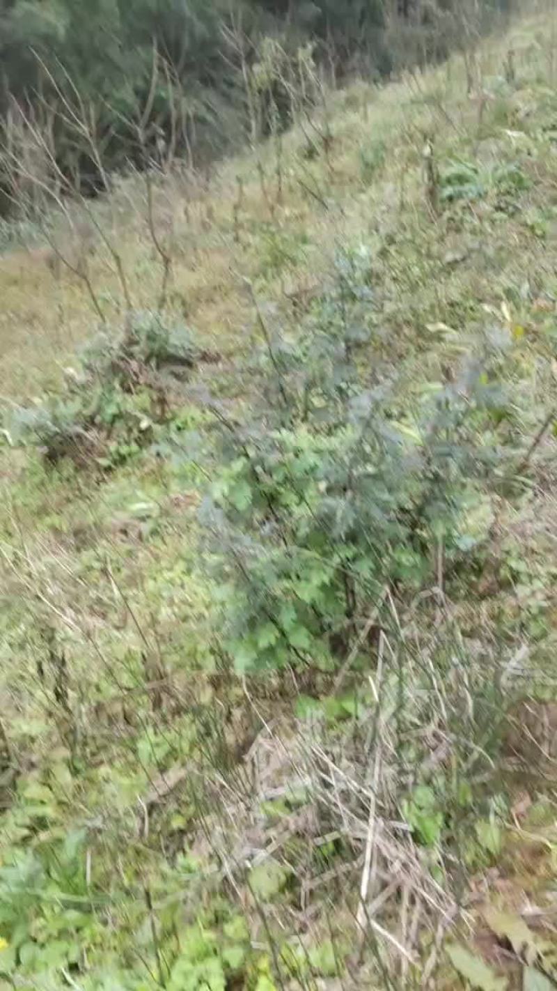 四川雅安黄桃树地经8公分6公分4公分出售