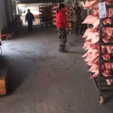 新鲜猪头，寻找稳定客源，每天500头