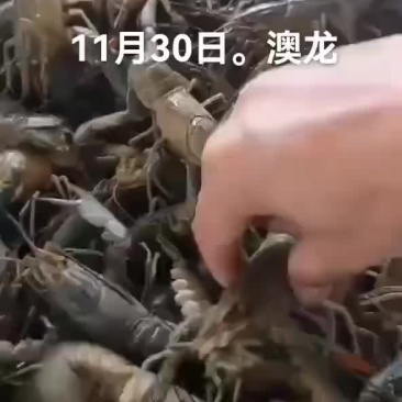 澳龙