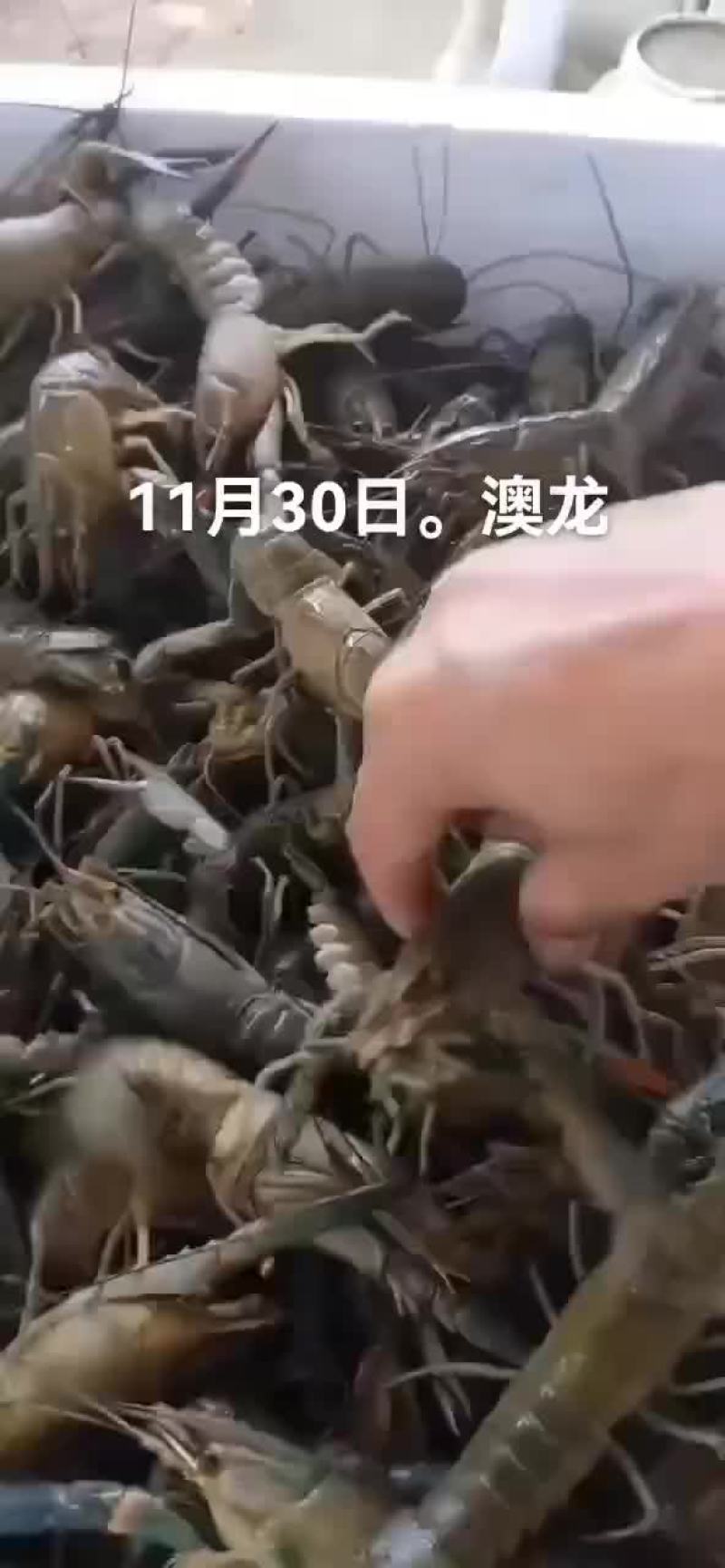 澳龙