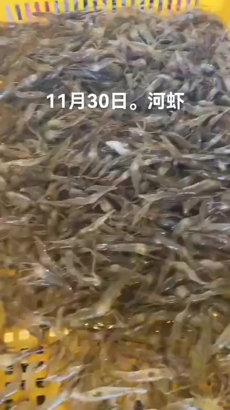 澳龙