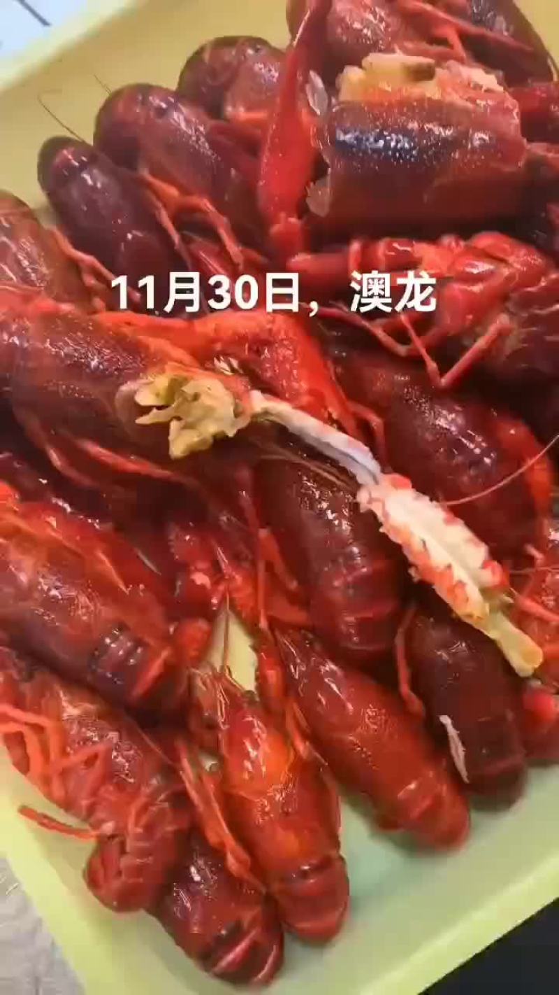 澳龙