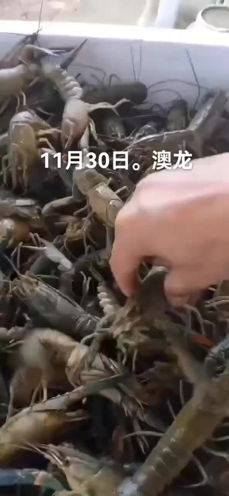 澳龙