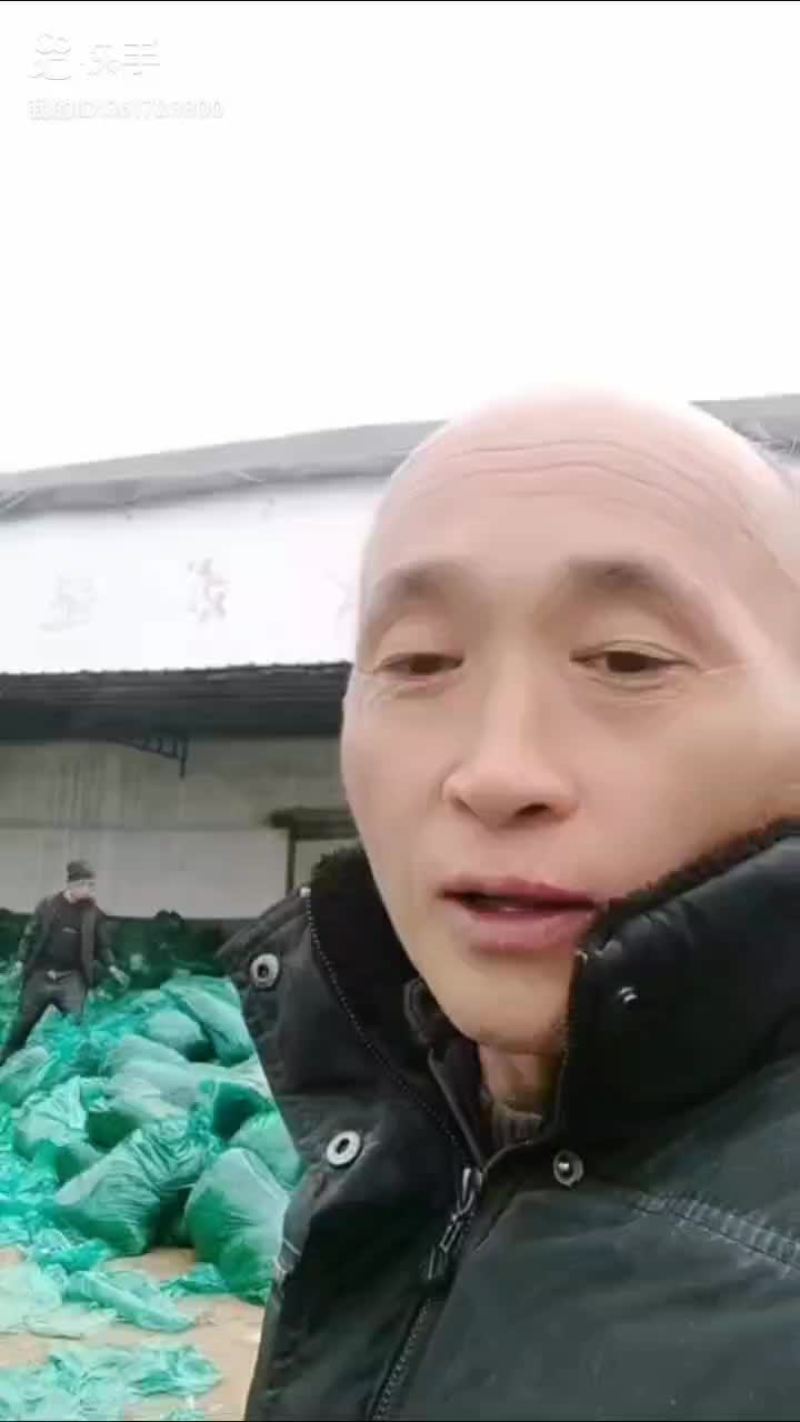香菜到小雪大量出库欢迎老板来订货冷库毛菜1-1.6