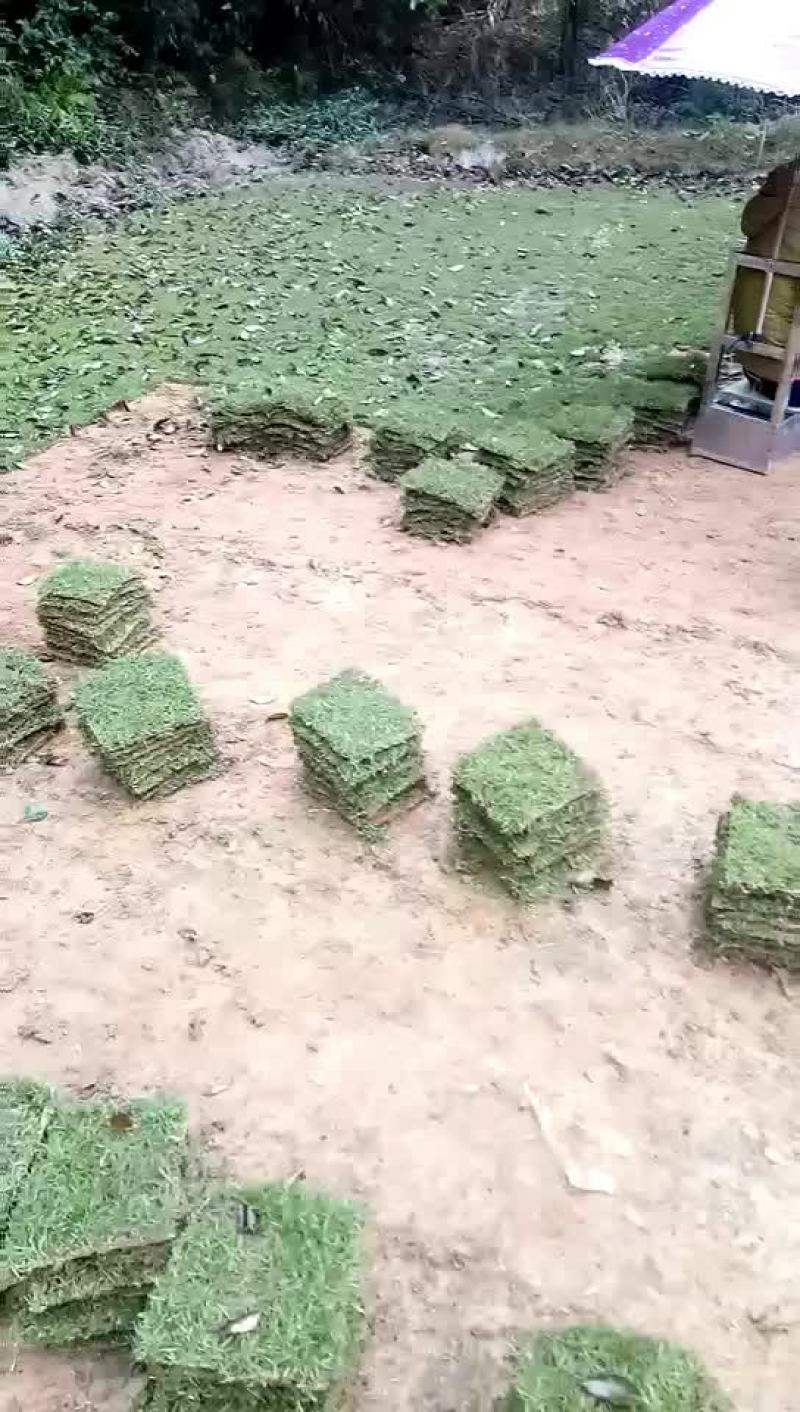 精品马尼拉草坪基地直供品质保证全国发货欢迎联系