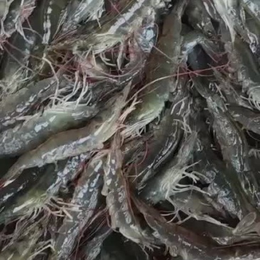 生猛基围虾南美白对虾，水车供应云贵川