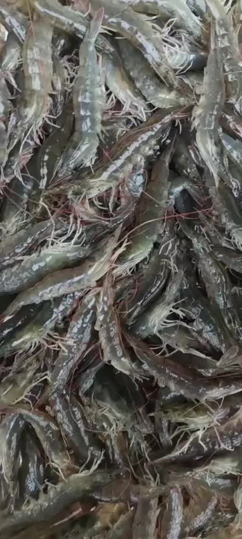 生猛基围虾南美白对虾，水车供应云贵川