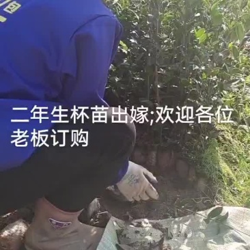 高产嫁接油茶苗批发