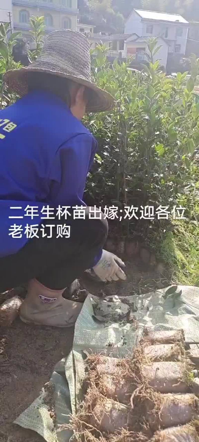 高产嫁接油茶苗批发