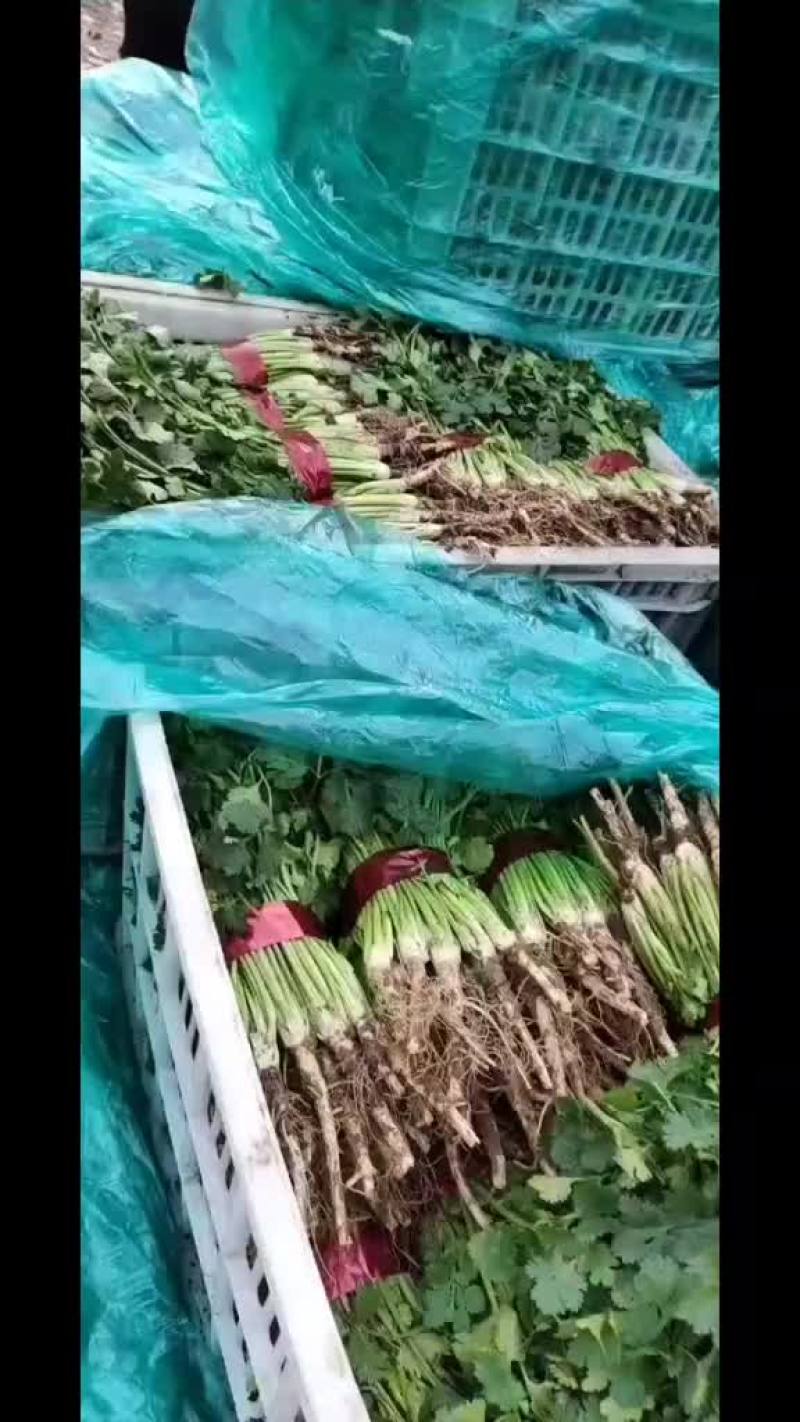 【推荐】山东香菜，货源充足，可提供场地，冷库，代发车