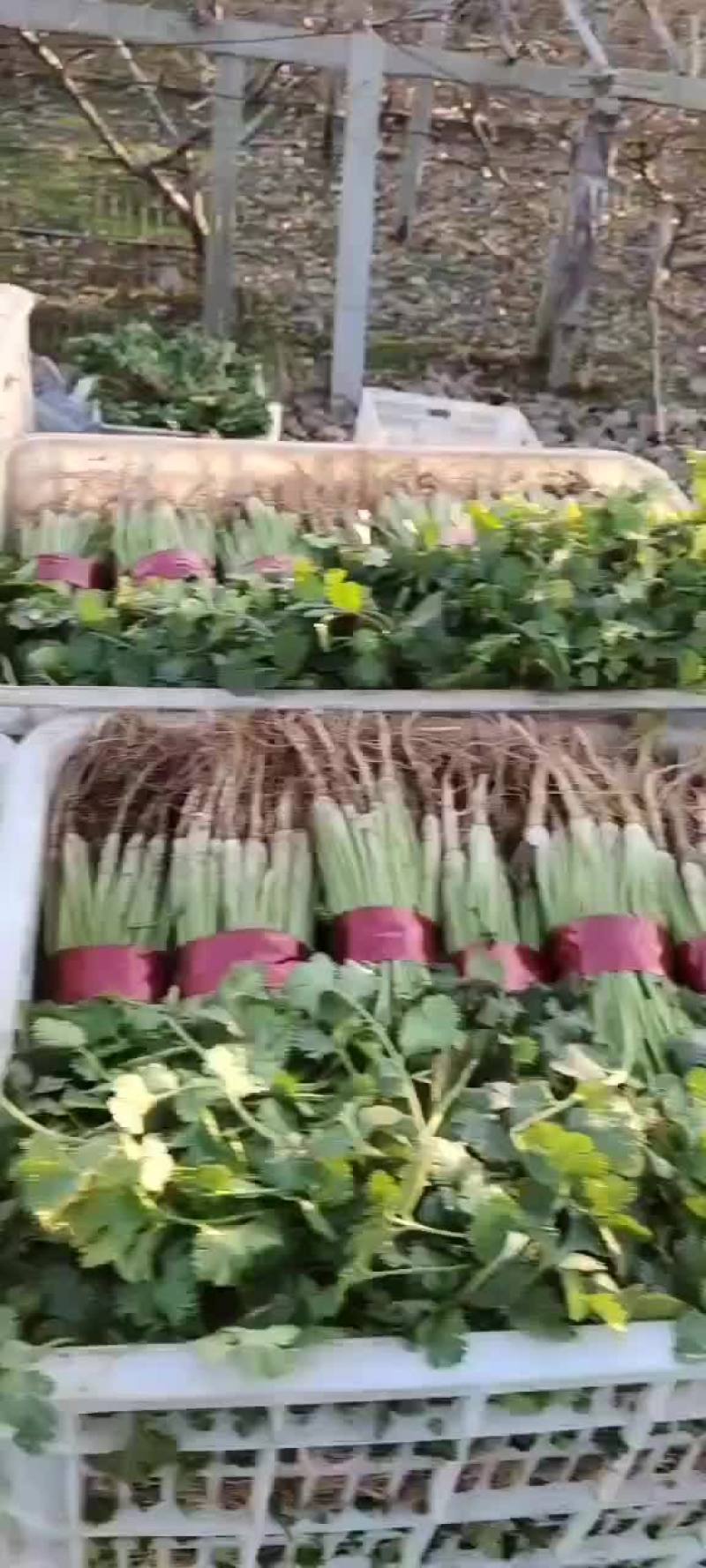 【推荐】山东香菜，货源充足，可提供场地，冷库，代发车