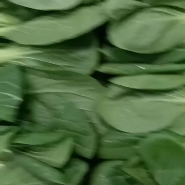 上海青