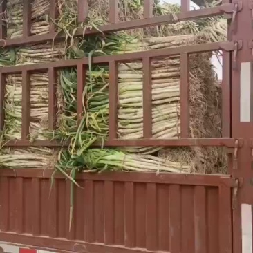 精品长白大葱