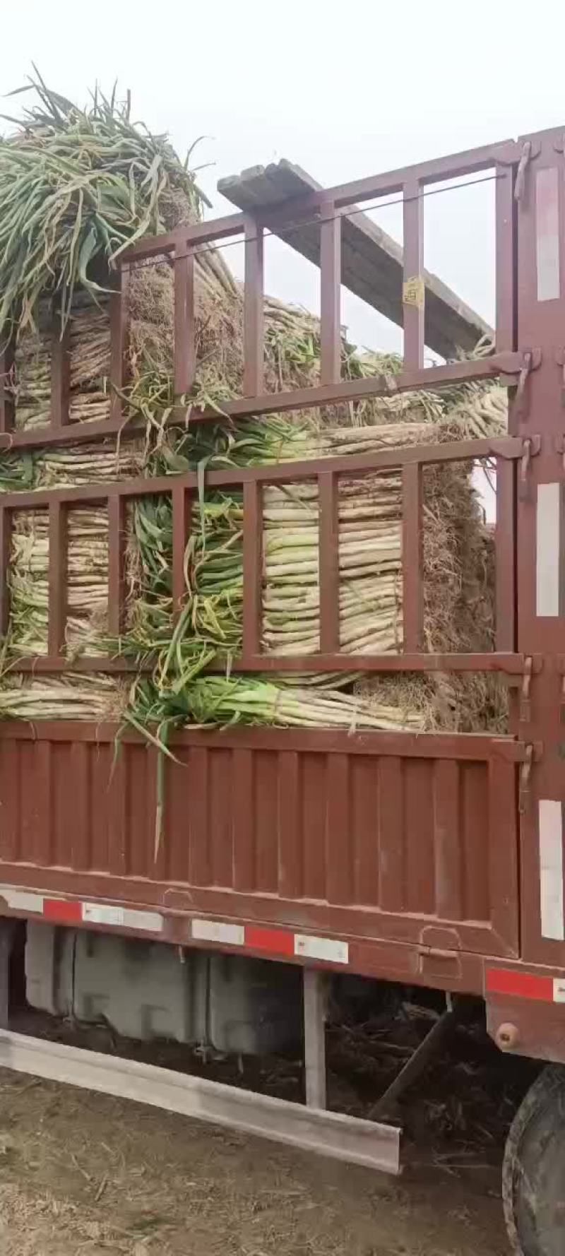 精品长白大葱
