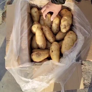 荷兰十五土豆