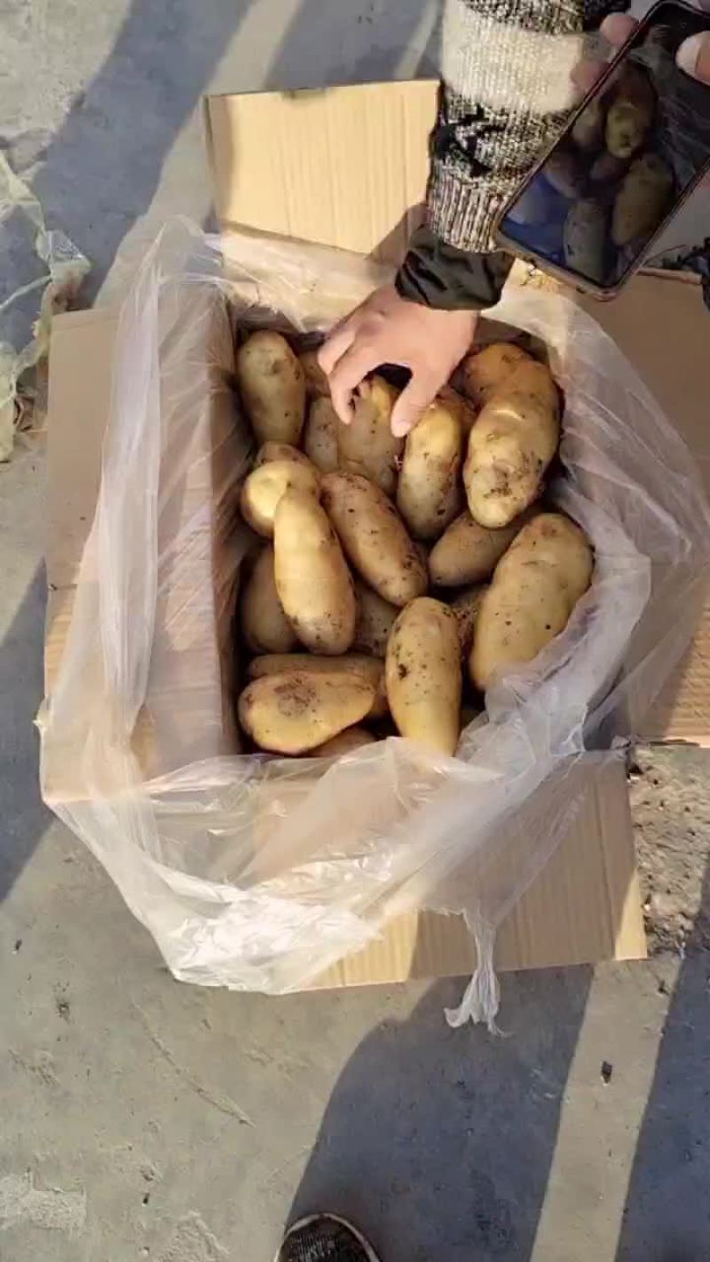 荷兰十五土豆