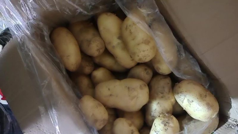 荷兰十五土豆
