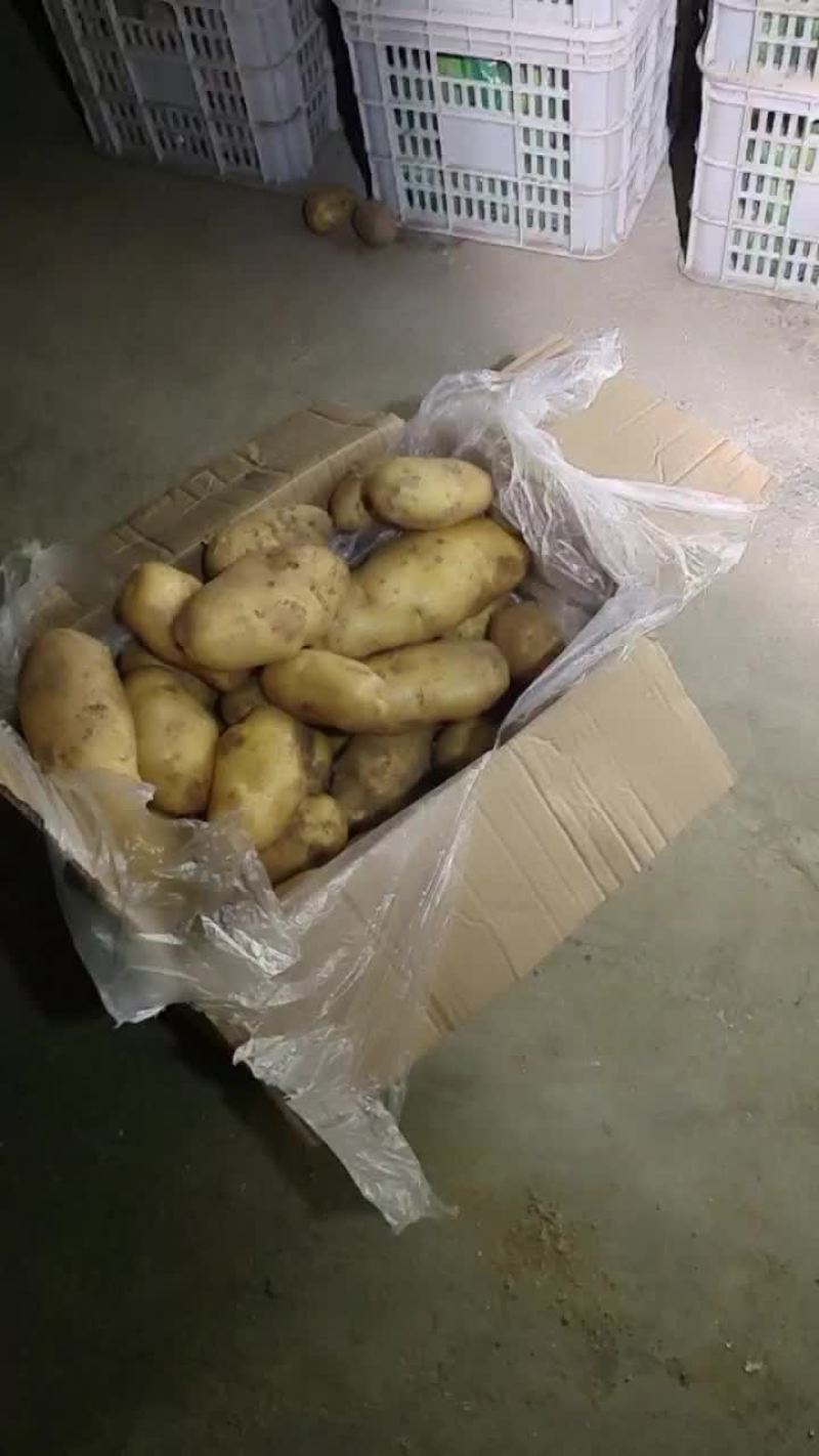 荷兰十五土豆