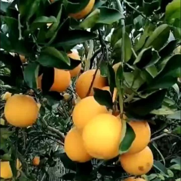 湖南怀化冰糖橙
