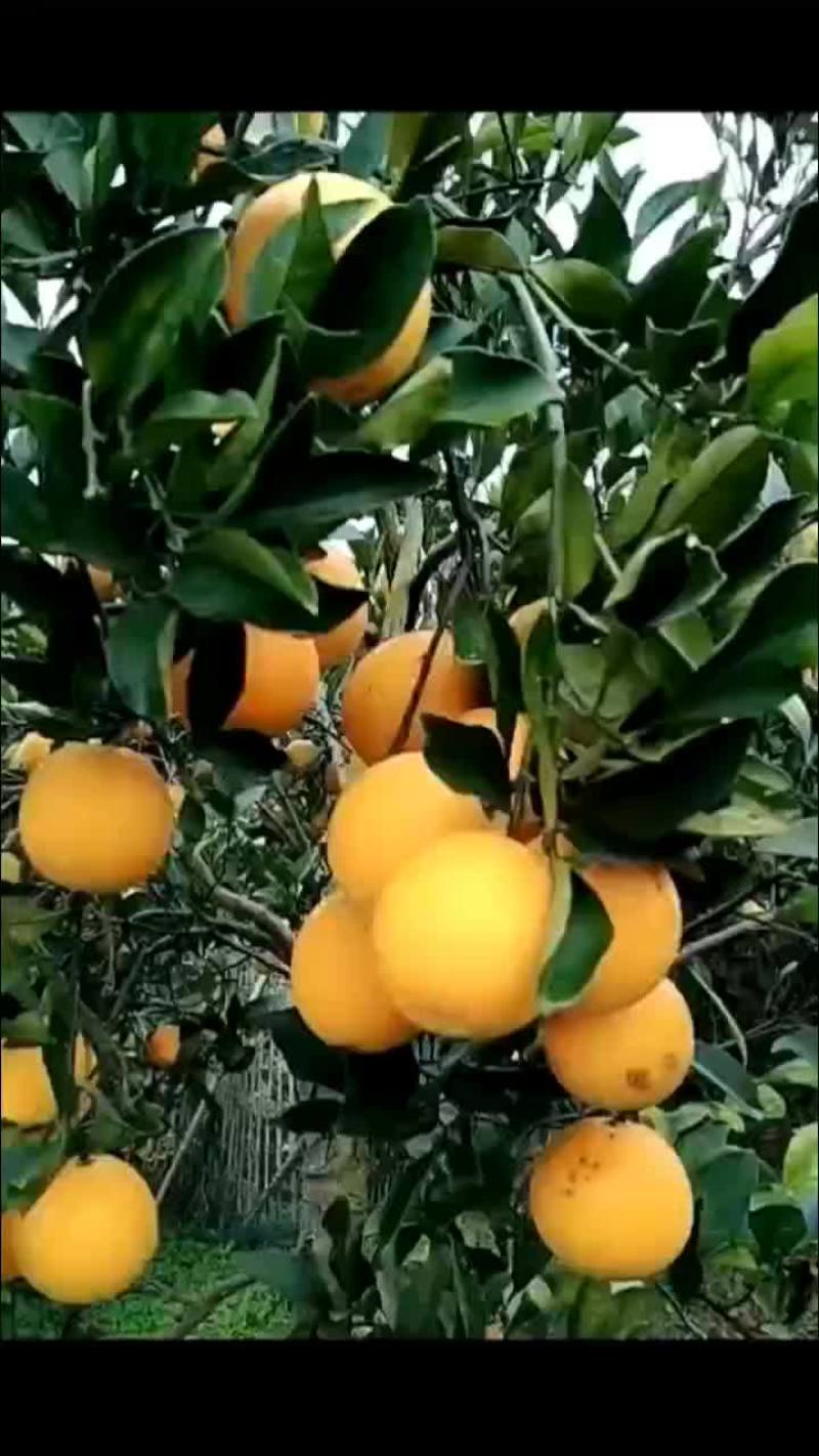 湖南怀化冰糖橙