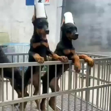 大量供应杜宾犬，马犬，弓背牧羊犬，卡斯罗，罗威纳犬中亚犬