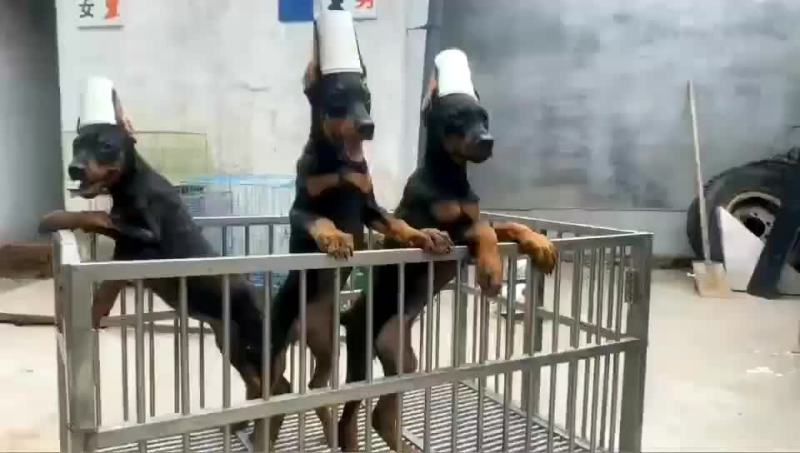 大量供应杜宾犬，马犬，弓背牧羊犬，卡斯罗，罗威纳犬中亚犬