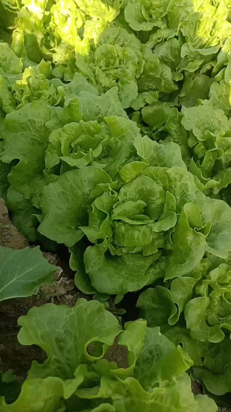 精品生菜，保证质量大量批发