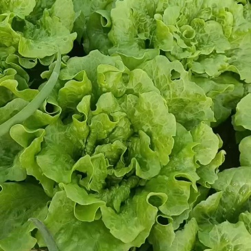 精品生菜，保证质量大量批发