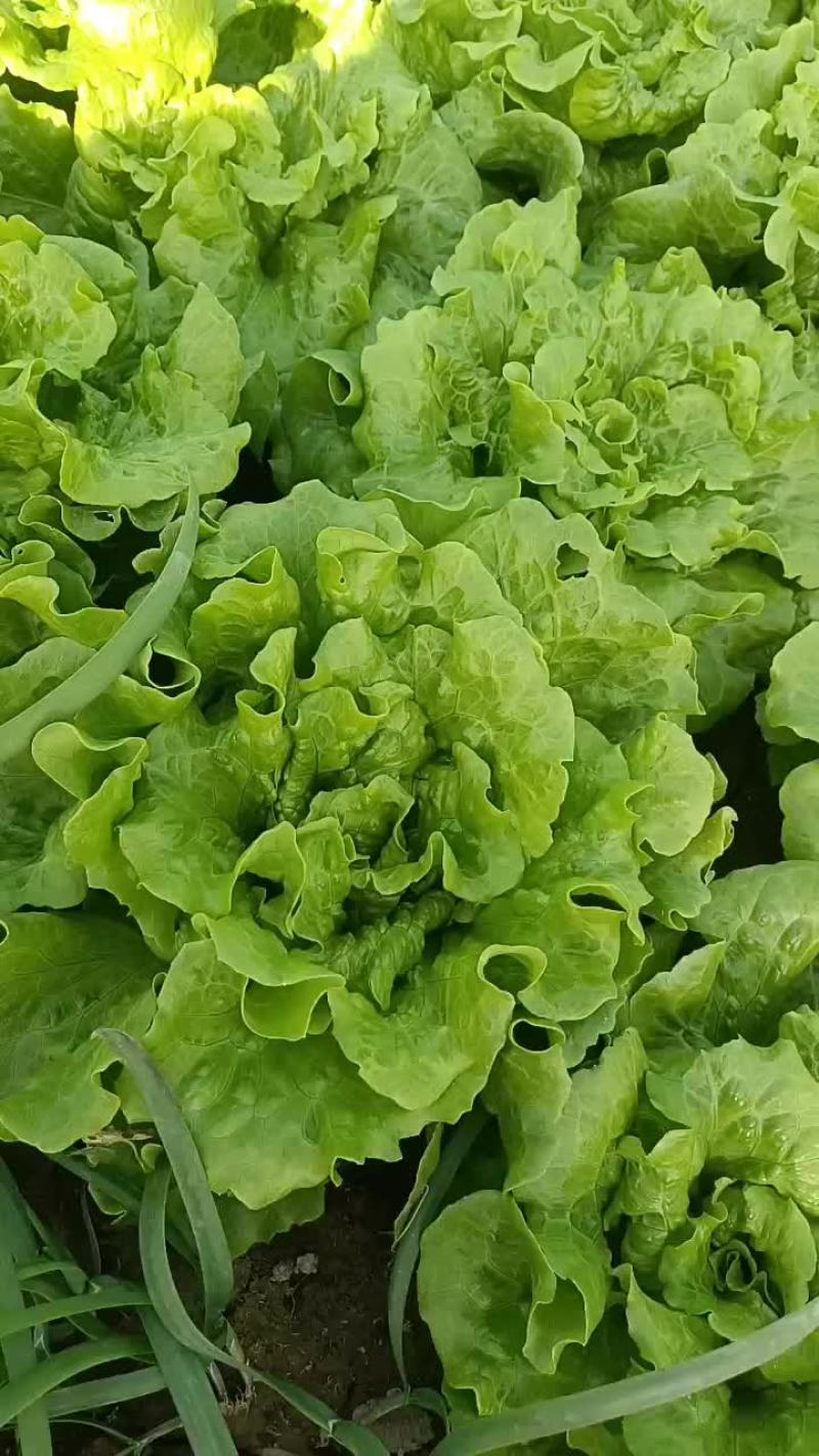 精品生菜，保证质量大量批发