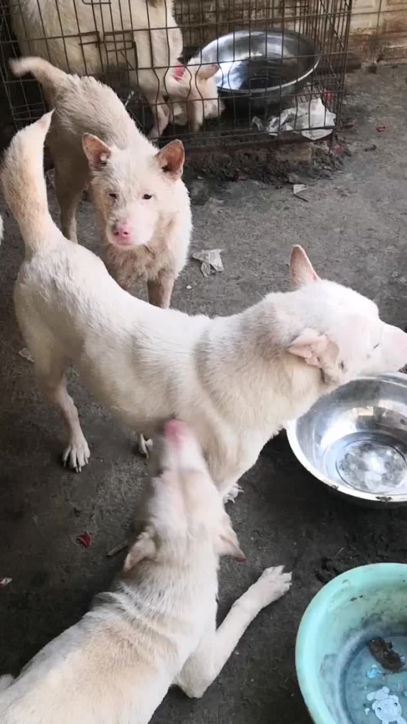 下司犬，有喜欢的来秒。！