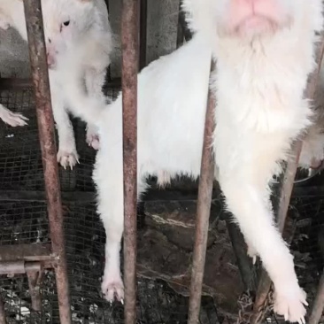 下司犬，有喜欢的来秒。！