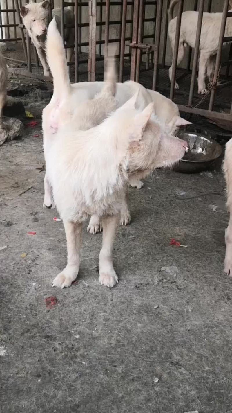 下司犬，有喜欢的来秒。！