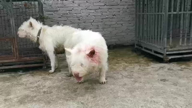 下司犬，有喜欢的来秒。！