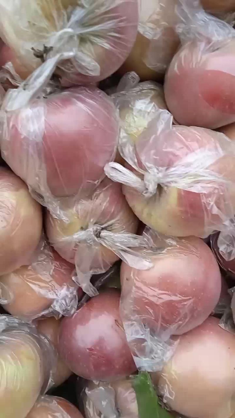 红富士苹果大量上市色好面净个还大