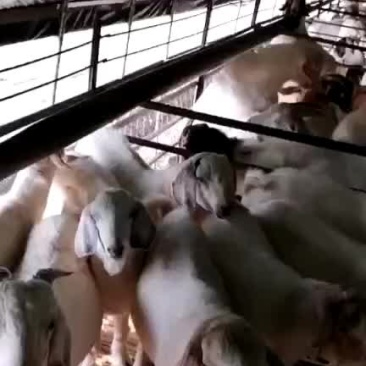 育肥羊出售，大量养殖羊出售