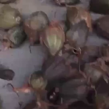 石仙桃