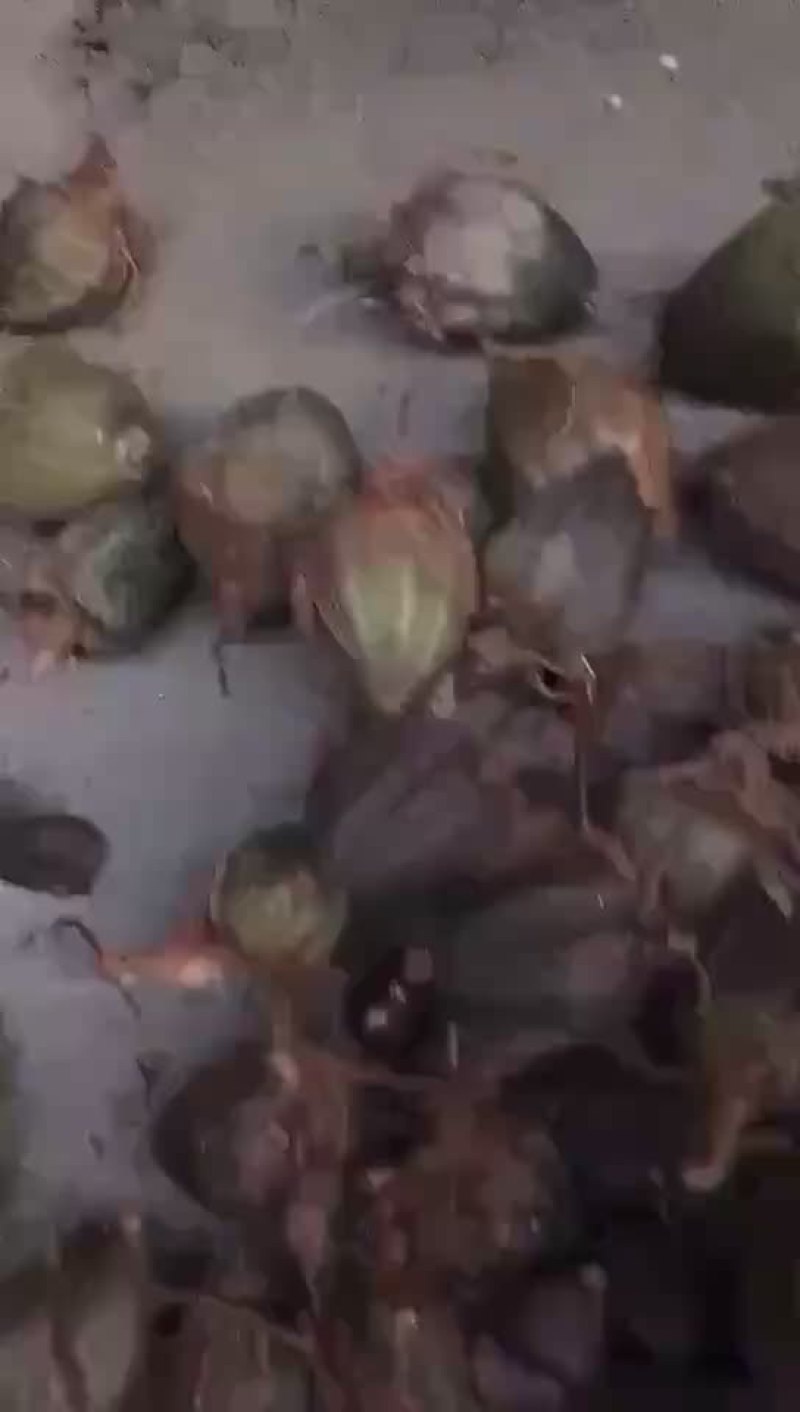 石仙桃