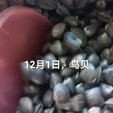 鸟贝