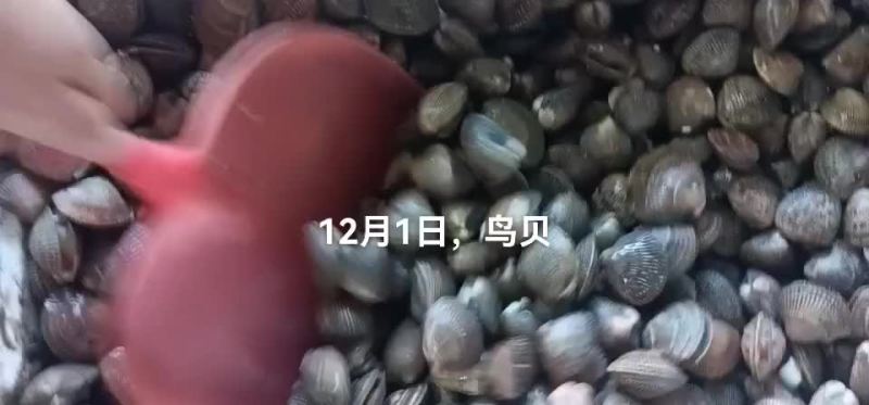 鸟贝