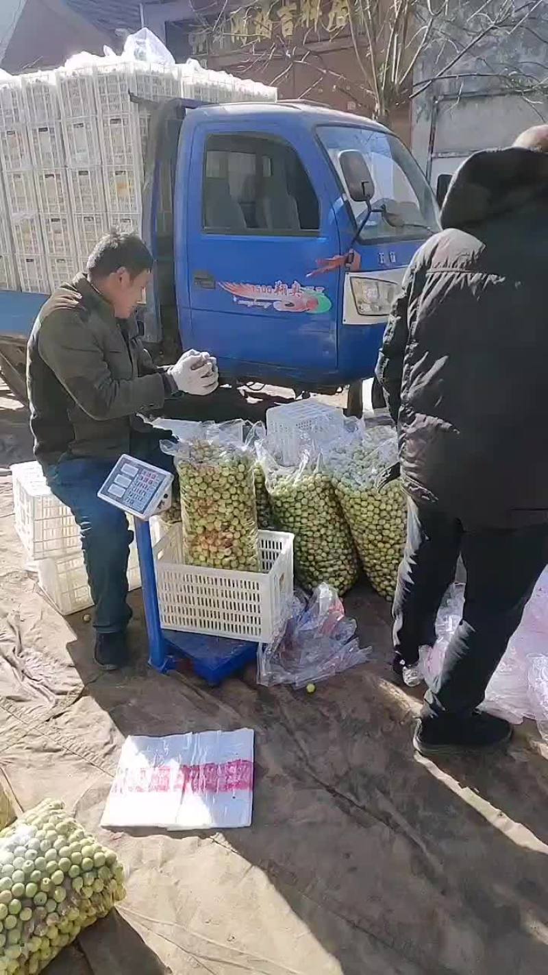 一袋五斤装的冬枣，适合摆地摊用