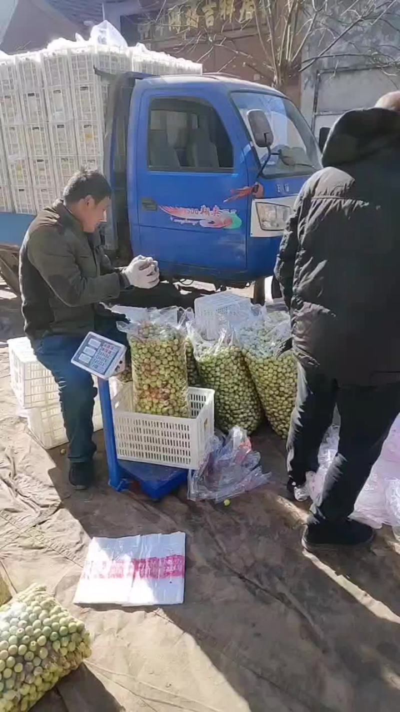 一袋五斤装的冬枣，适合摆地摊用